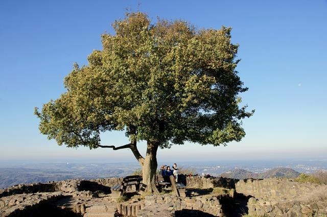 Löwenburg | © Friedrich Gier Löwenburg | © Friedrich Gier