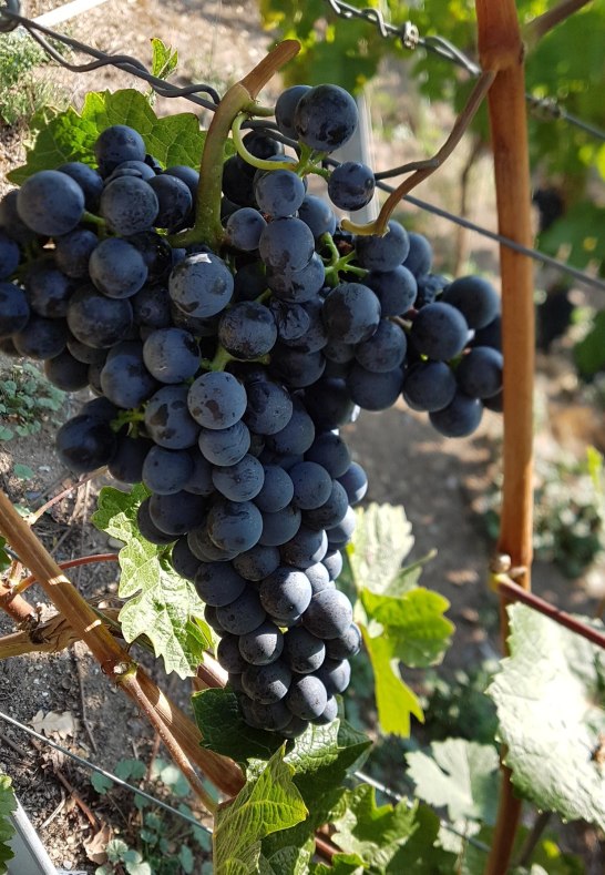 Weintrauben | &copy; Franz Kron