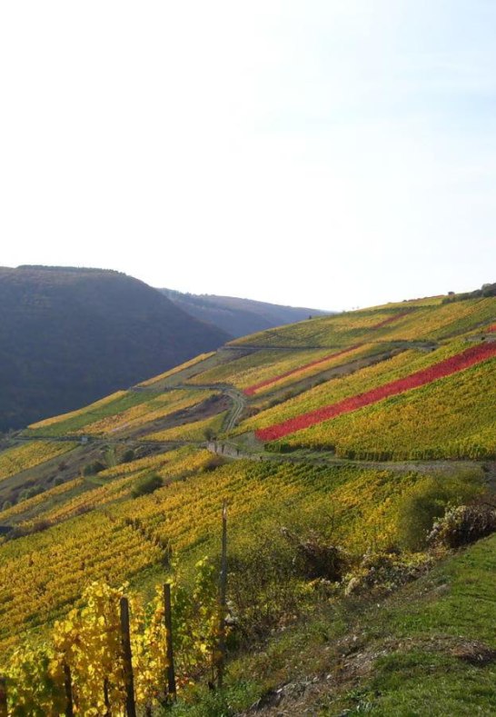 Weinberge | &copy; Daniela Schneider