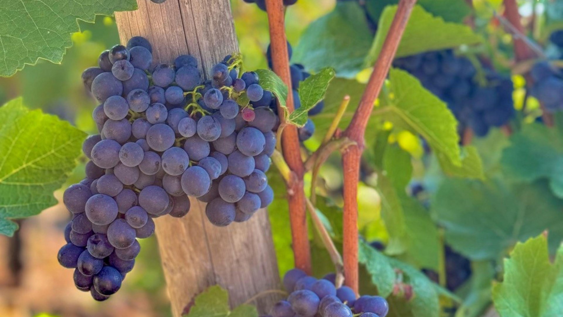 Wein1 | &copy; Weingut Lorenz