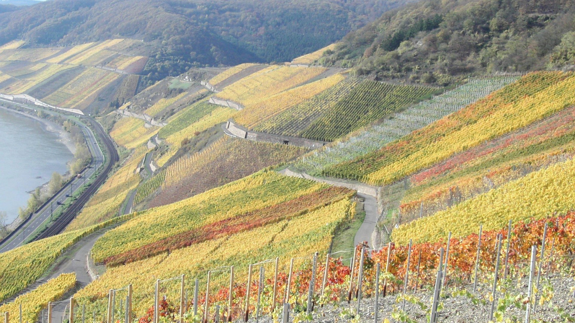 Bopparder Hamm Herbst | © Tourist Information Boppard Bopparder Hamm Herbst | © Tourist Information Boppard