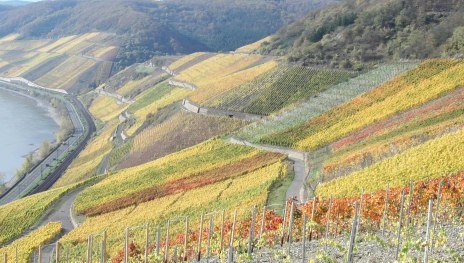 Bopparder Hamm Herbst | © Tourist Information Boppard Bopparder Hamm Herbst | © Tourist Information Boppard