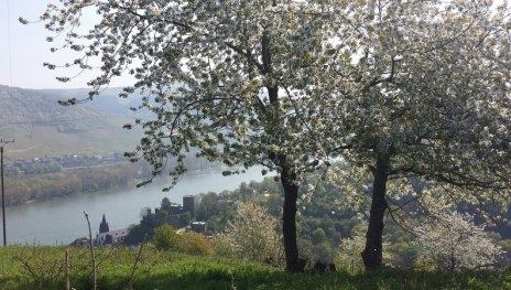 Fr&uuml;hling am Rhein | &copy; Karin H&uuml;nerfauth-Brixius, Rheinland-Pfalz Tourismus GmbH