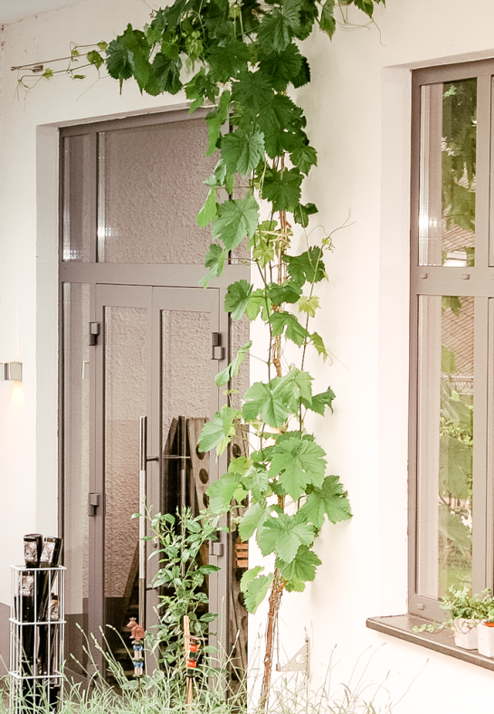 Wijnmakerij Weiler Rheingau | &copy; Weingut Weiler