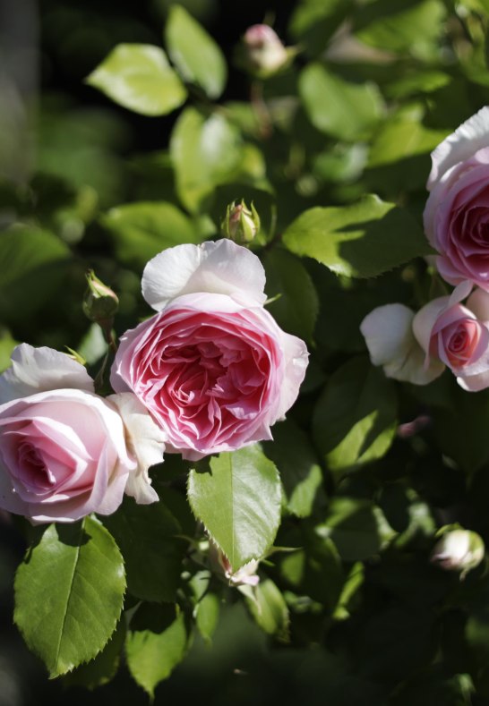 Rosen | &copy; Schniering