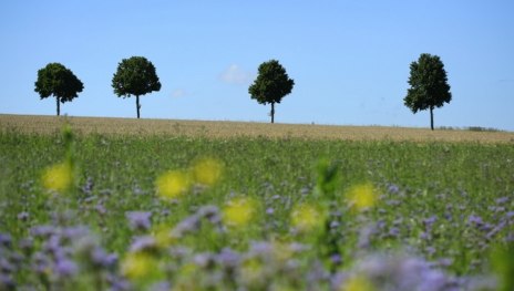 Loreleypfad "Auf Odins Spuren" | &copy; Martin Kubat, Romantischer Rhein Tourismus GmbH