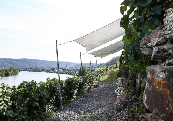 Weingut Schwaab | © Weingut Schwaab Weingut Schwaab | © Weingut Schwaab