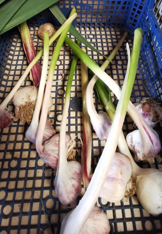 Knoblauch aus eigenem Anbau (Saisonal) | &copy; Familie Kirschh&ouml;fer