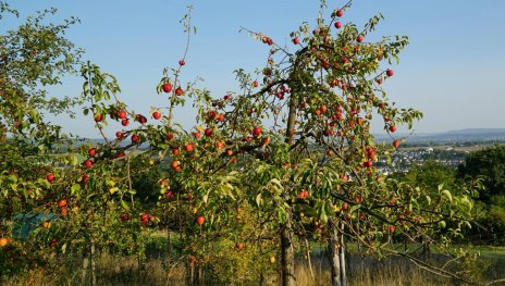Streuobstwiesen mit alten Obstsorten | &copy; Rene A., Community