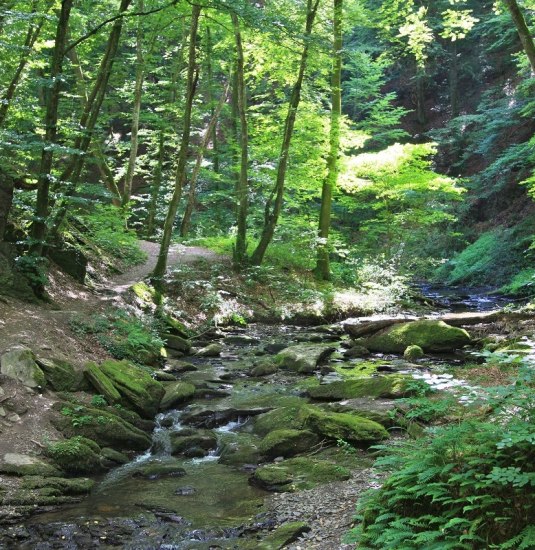 In der Ehrbachklamm | © Stefan Rees In der Ehrbachklamm | © Stefan Rees