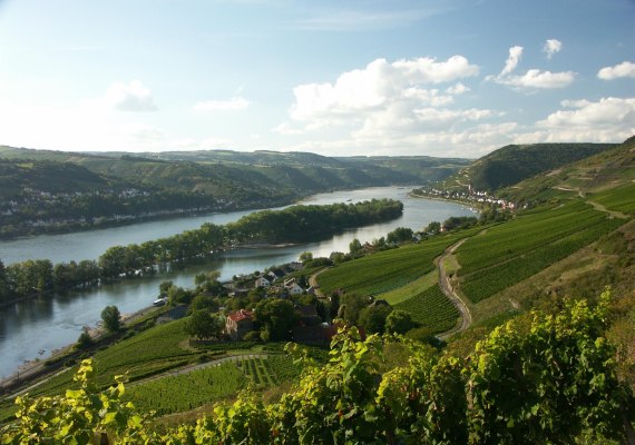 Rhein bei Lorch | &copy; Weingut Laquai
