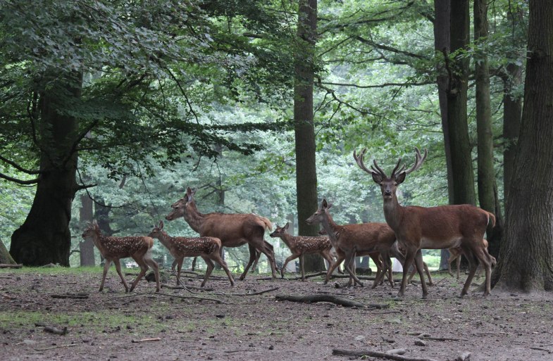 Rehe | © Tessa von Lüdinghausen Rehe | © Tessa von Lüdinghausen