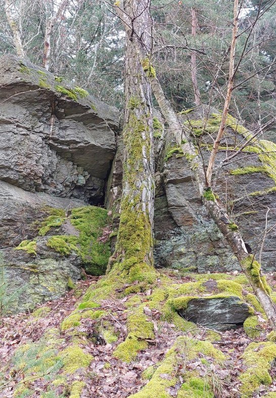 Kuckucksnacks c | &copy; T. Biersch