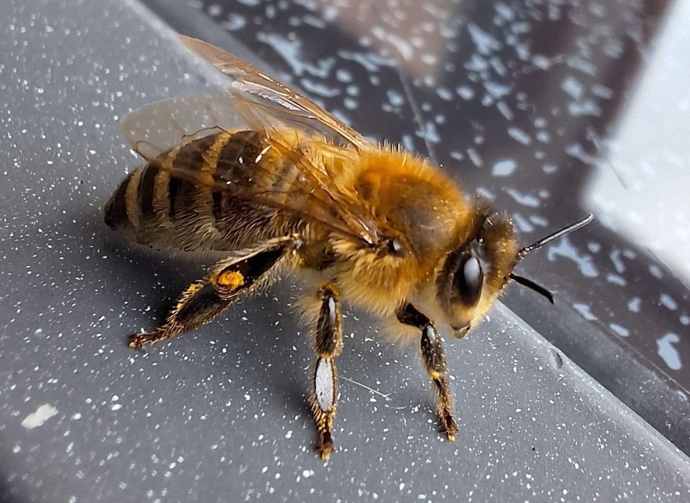 Biene | © Charlotte Kleinschmidt Biene | © Charlotte Kleinschmidt