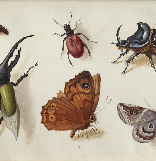 Wirklich Kessel Insekten | &copy; Mick Vincenz