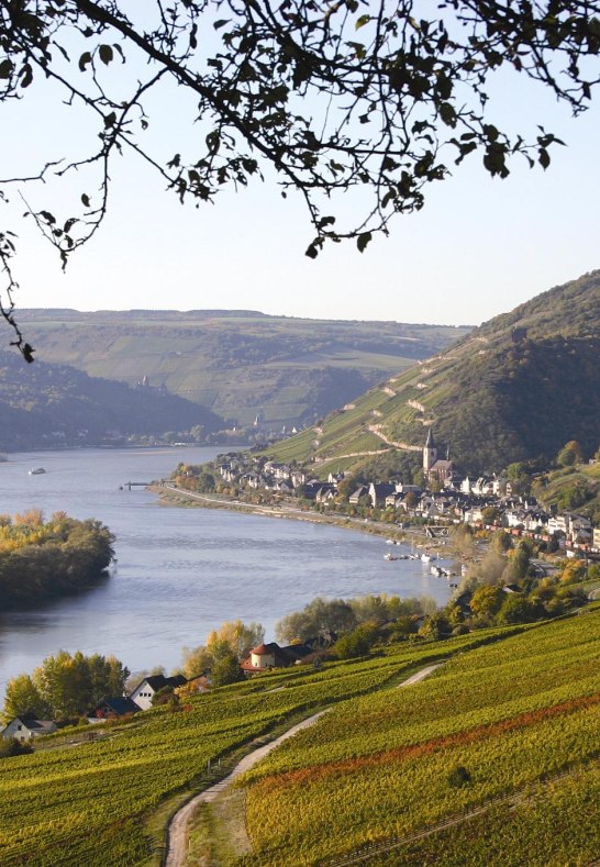 Rheingau bei Lorch | &copy; Thomas Weinsheimer