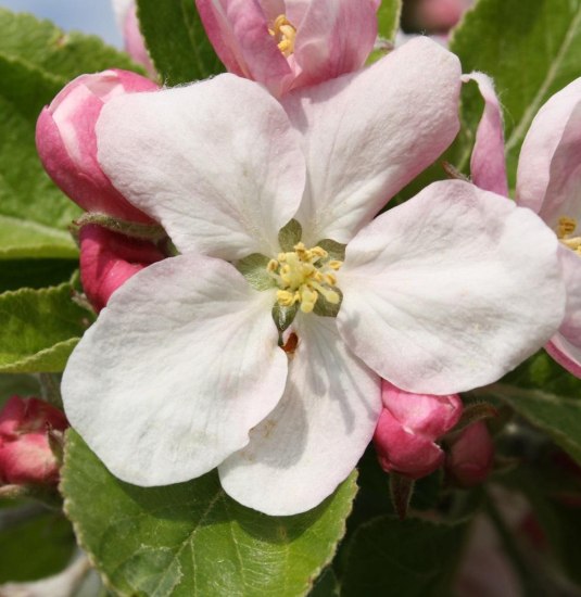 Gelber Richard_Apfeltour 1500x1000 | &copy; Cult-Touren