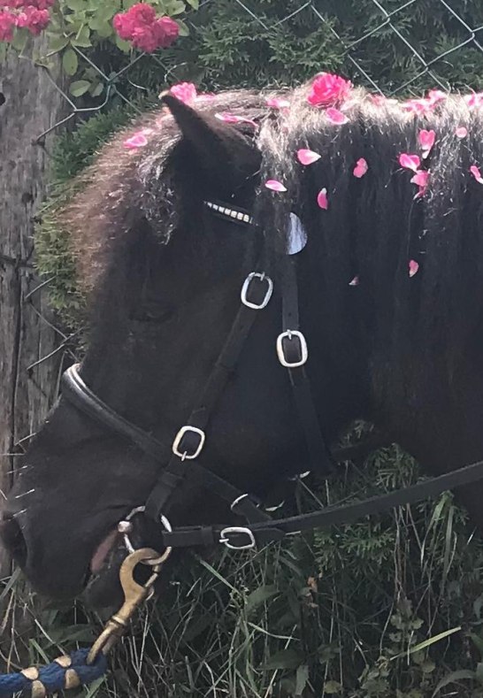 Pferd | © Isabelle Diesler Pferd | © Isabelle Diesler