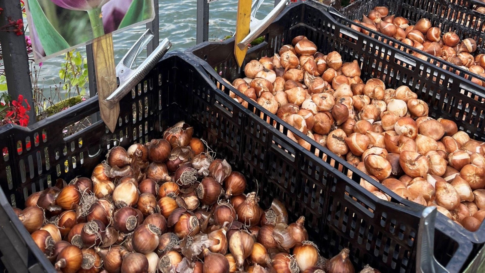 Zwiebelmarkt | &copy; Tourist Info