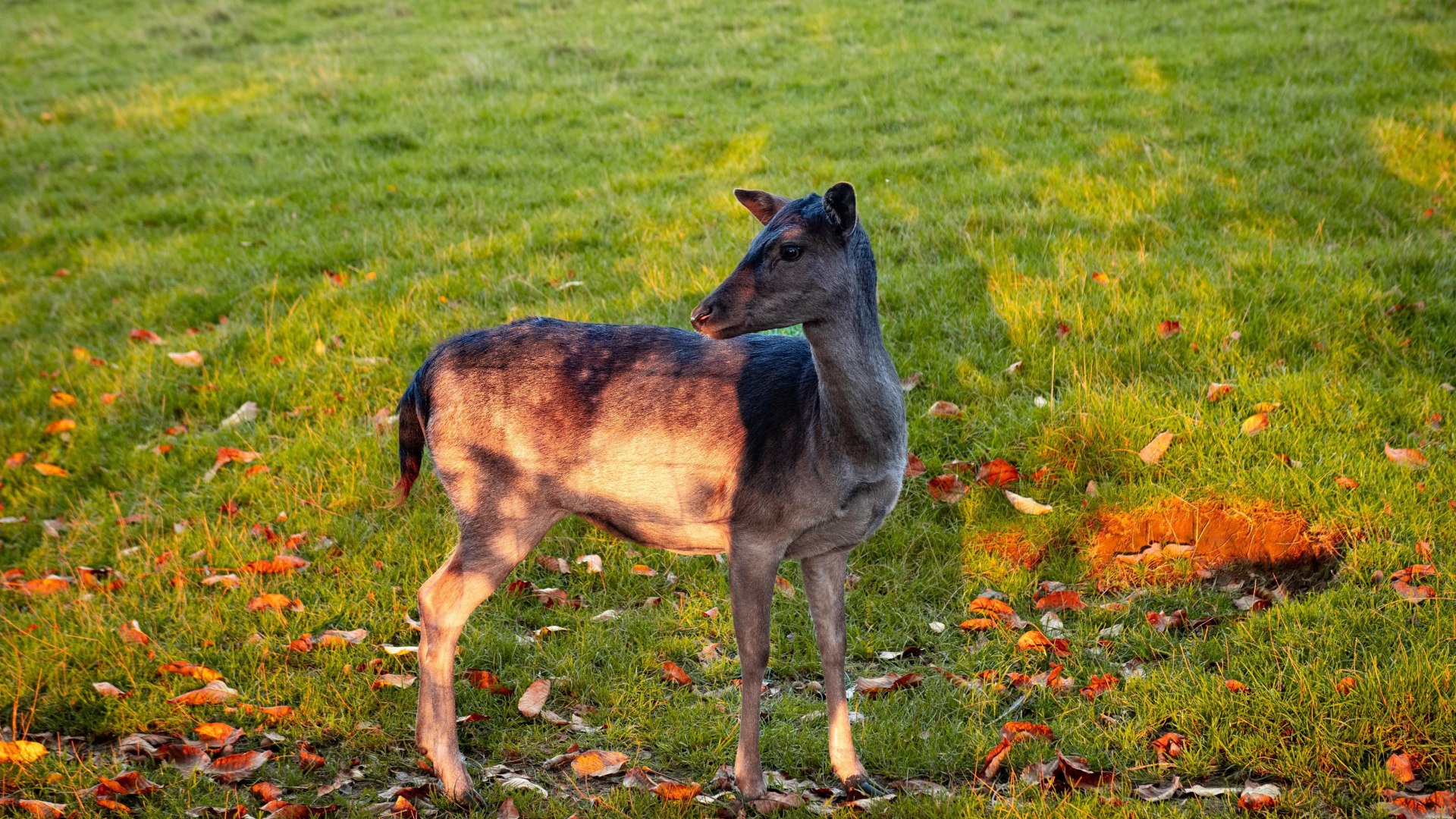 Reh | &copy; Johannes Bruchhof