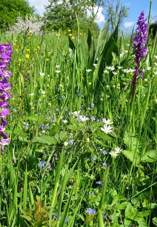Bunte Wiesen | &copy; Naturpark Rhein-Westerwald