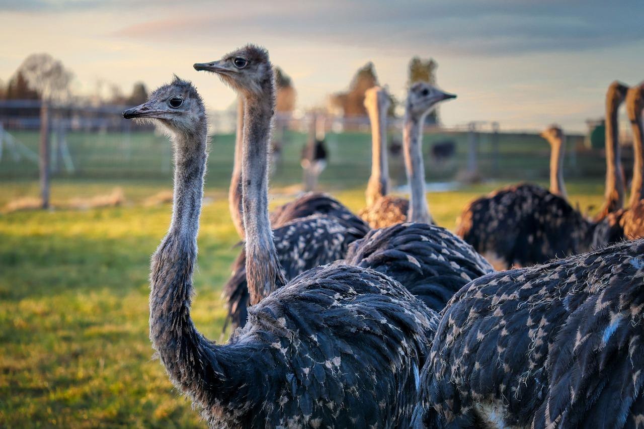 Straußen | © Pixabay Straußen | © Pixabay
