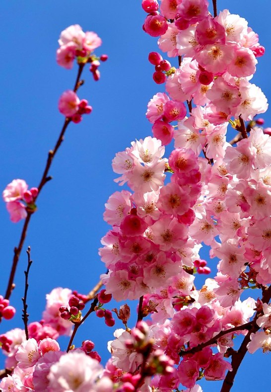 DSC03459 | &copy; AnyaFi