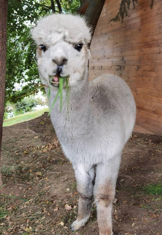 Alpakas Bad Salzig | &copy; Mittelrhein Alpakas