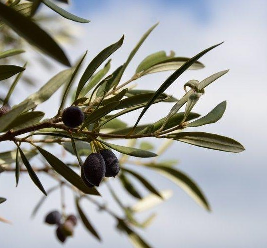 Kalispera | © Nadine Marfurt Kalispera | © Nadine Marfurt