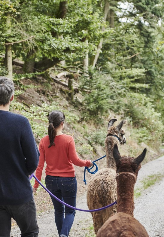 Wandern mit Lamas und Alpakas | &copy; HA Hessen Tourismus, Roman Knie