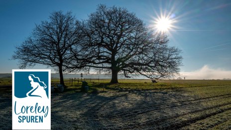 Adolfseiche Bornich | &copy; Klaus Breitkreutz, Loreley Touristik GmbH