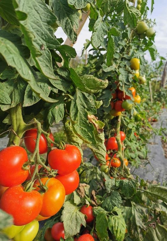 Saftige Tomaten (Saisonal) | &copy; Familie Kirschh&ouml;fer