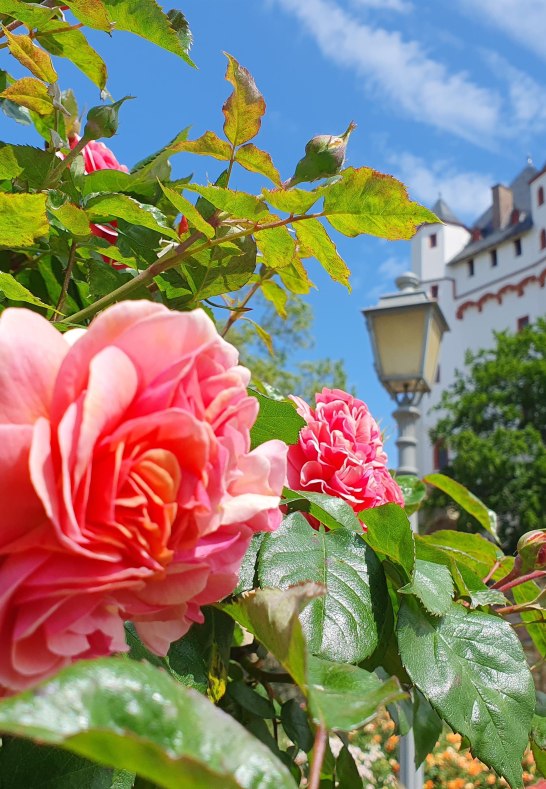 Eltville Rosen | &copy; Tourist-Information Eltville
