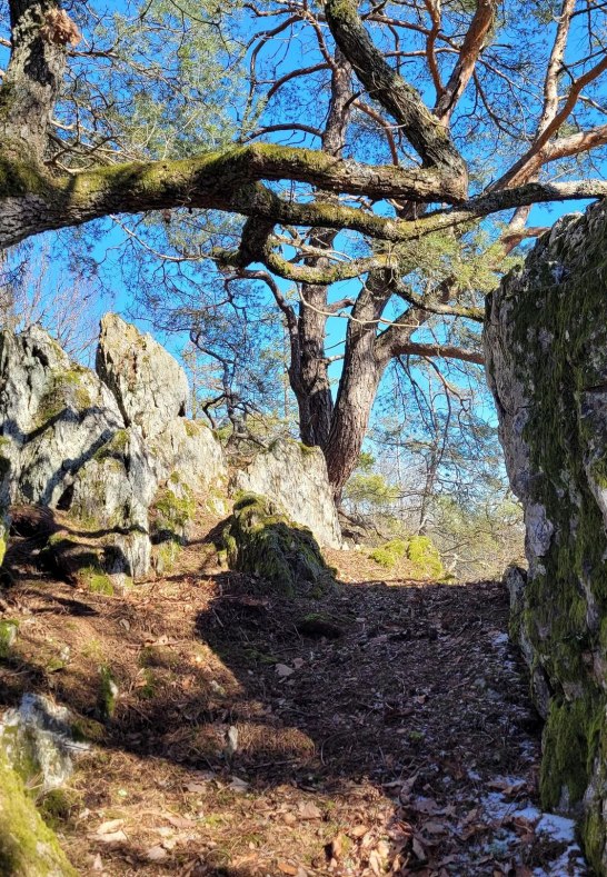 Kuckucksnacks g | © E. Bender Kuckucksnacks g | © E. Bender