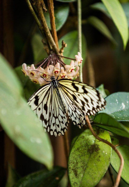 Falter | © Henry Tornow/Romantischer Rhein Tourismus GmbH Falter | © Henry Tornow/Romantischer Rhein Tourismus GmbH
