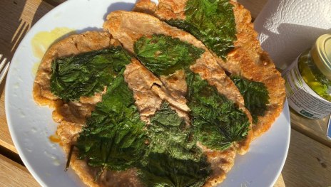 Brennessel | © Angelika Hölz