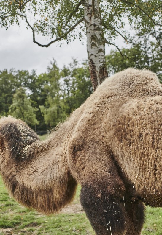 Alpakas und Lamas | © HA Hessen Tourismus, Roman Knie Alpakas und Lamas | © HA Hessen Tourismus, Roman Knie