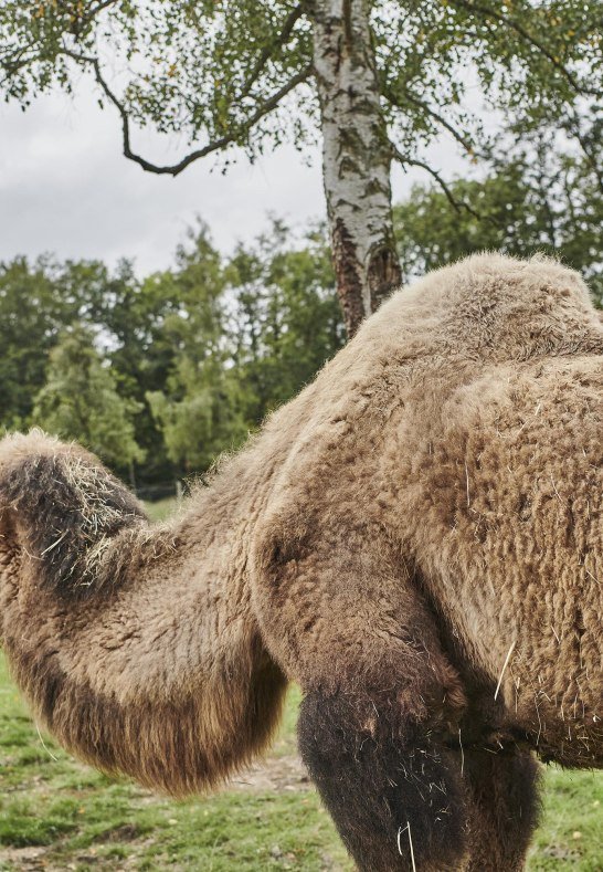Alpakas und Lamas | © HA Hessen Tourismus, Roman Knie Alpakas und Lamas | © HA Hessen Tourismus, Roman Knie