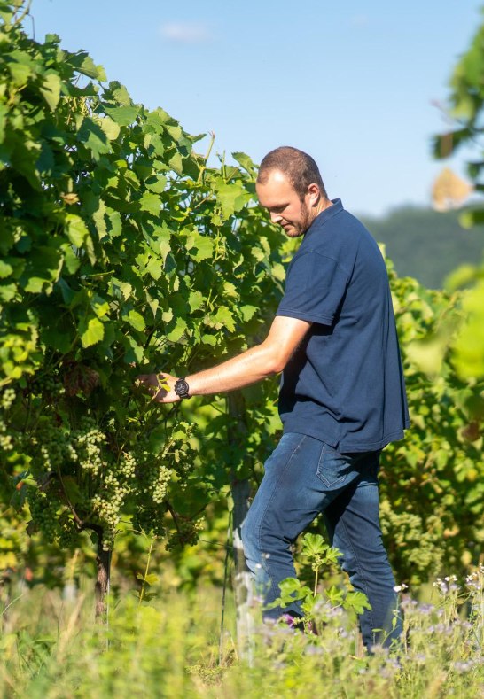 Weinbergsarbeit | © Weingut Spurzem