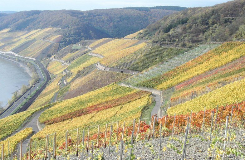 Bopparder Hamm Herbst | &copy; Tourist Information Boppard