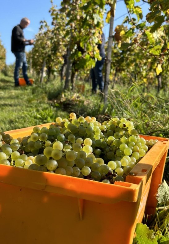 Weintrauben | &copy; Weingut Friesenhahn