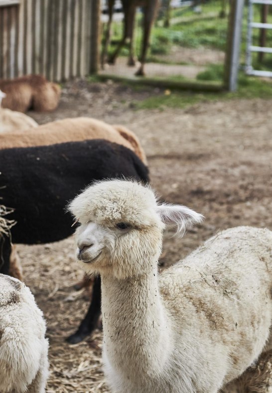 Lamas und Alpakas | &copy; HA Hessen Tourismus, Roman Knie