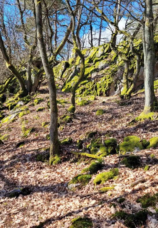 Kuckucksnacks b | © E. Bender Kuckucksnacks b | © E. Bender