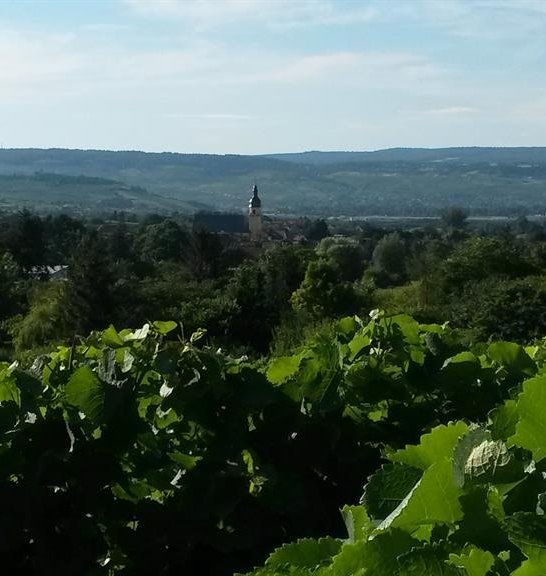 Weinberge | &copy; Krick