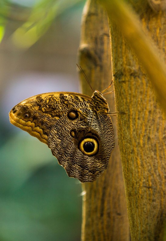 Schmetterling_ | &copy; Henry Tornow/Romantischer Rhein Tourismus GmbH