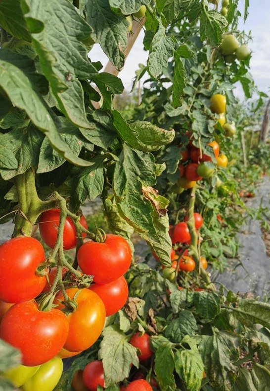 Saftige Tomaten (Saisonal) | &copy; Familie Kirschh&ouml;fer