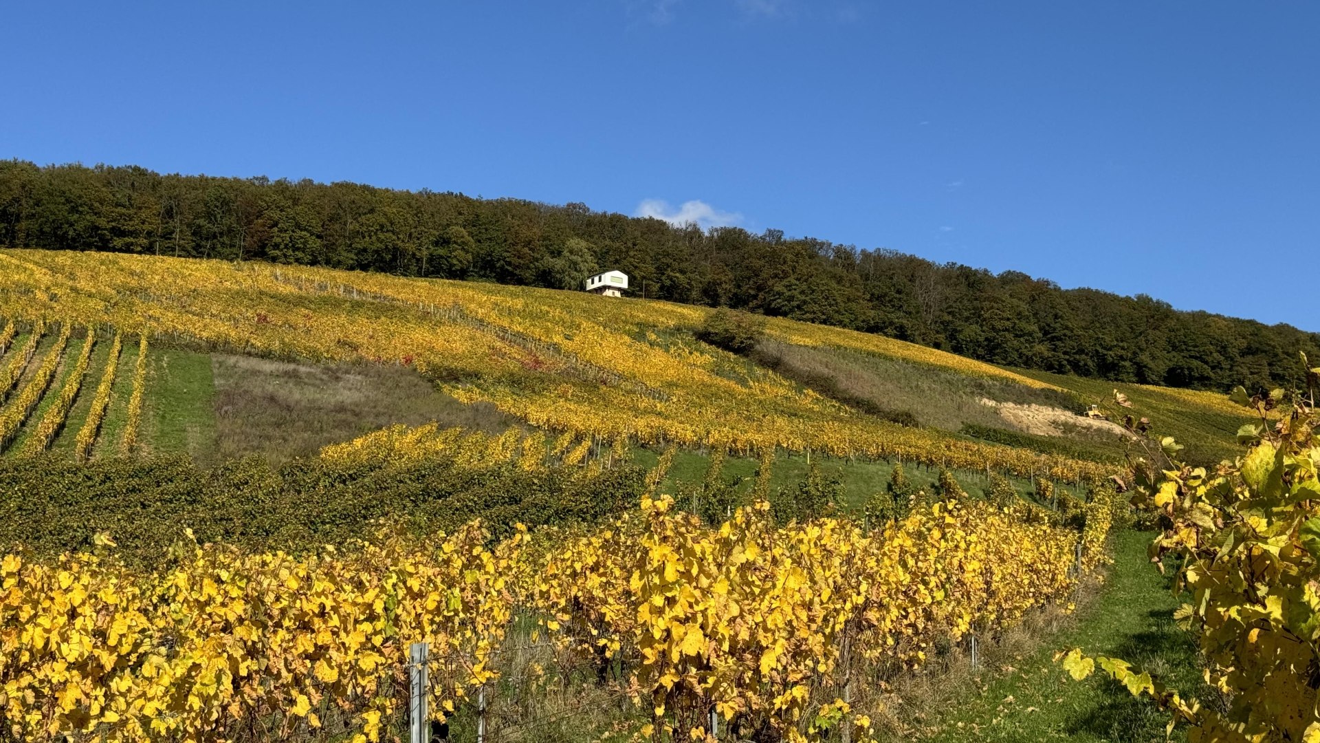 image00002 | &copy; Weingut Diefenhardt