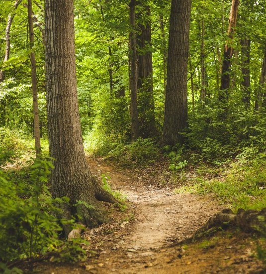 Waldbild | &copy; Pixabay