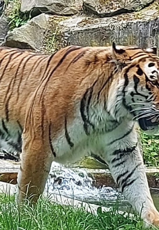 Tiger | © Rämer Tiger | © Rämer