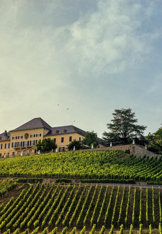 Schloss Johannisberg Weinberge | © Filmagentur Rheingau, Woody T.Herner Schloss Johannisberg Weinberge | © Filmagentur Rheingau, Woody T.Herner